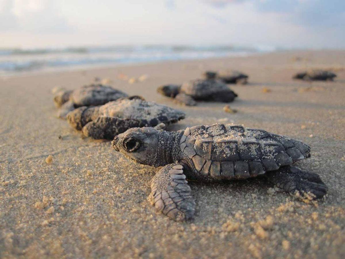 Tortuga Bay Eco Hotel El Valle  Eksteriør bilde